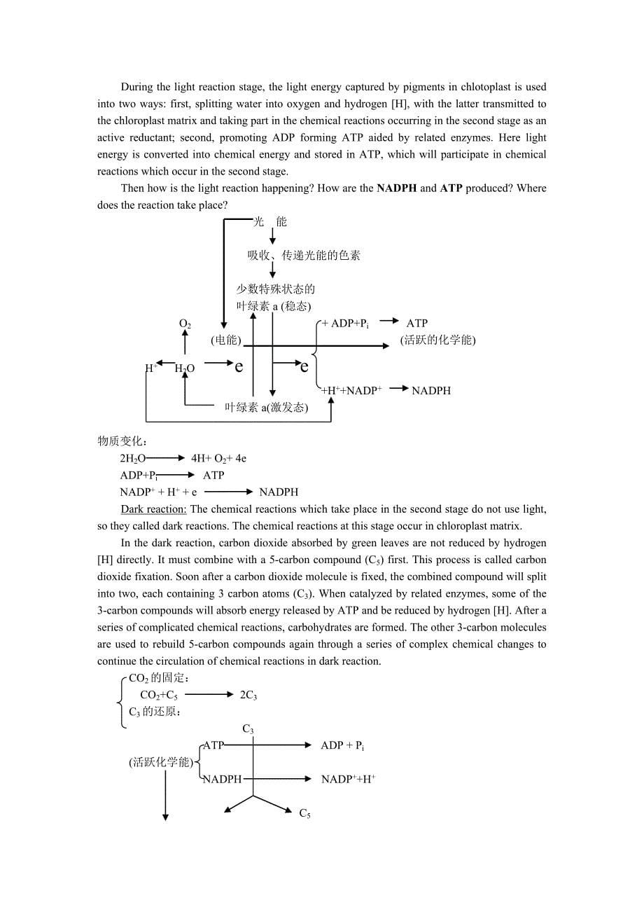 光合作用双语教学_第5页