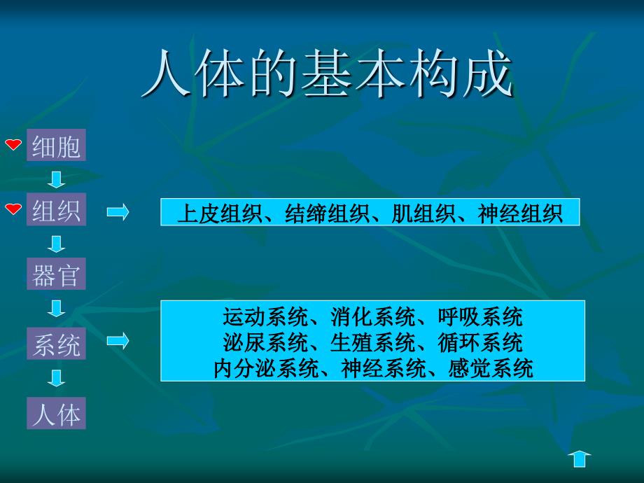 《细胞及细胞间质》PPT课件.ppt_第3页