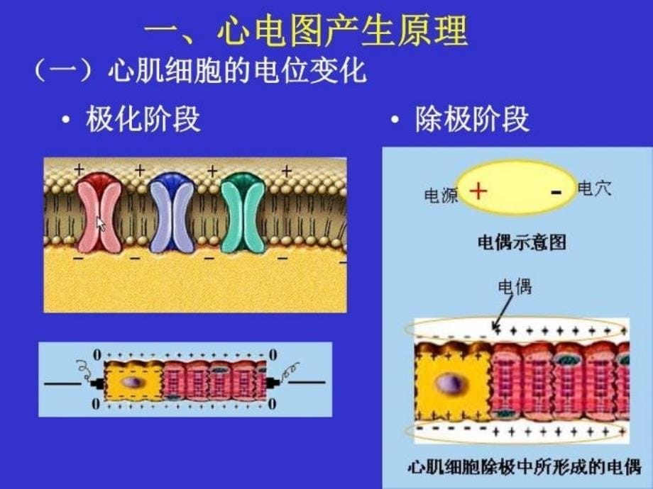 最新心电图学总课件PPT课件_第5页