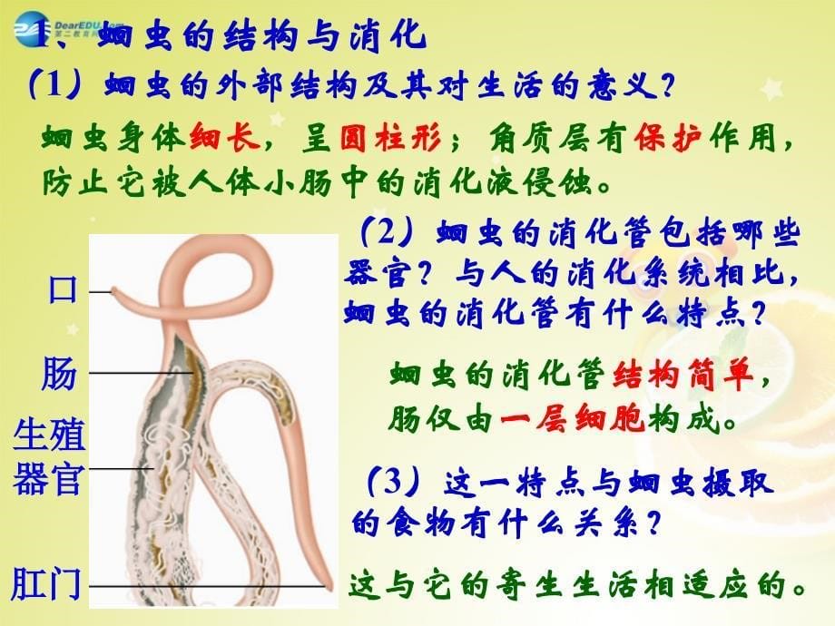 八年级生物上册第五单元第一章第二节线形动物和环节动物课件新人教版_第5页