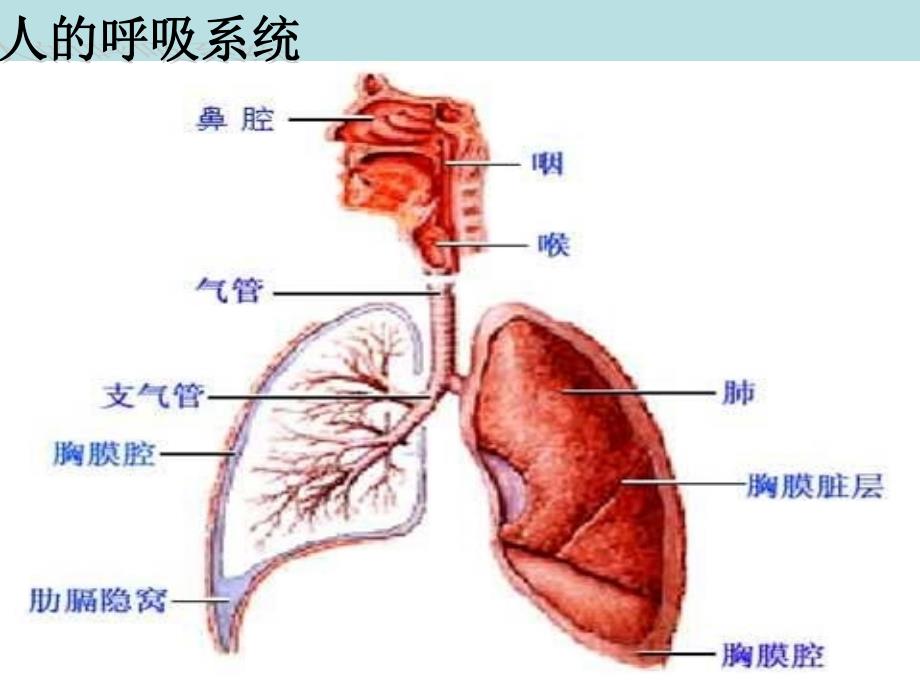 人的呼吸(大班健康)_第4页