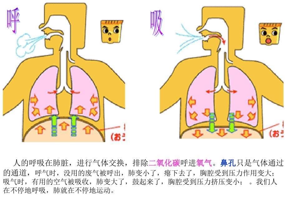 人的呼吸(大班健康)_第5页