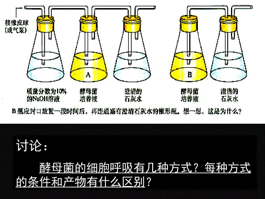 ATP的主要来源—细胞呼吸（教师用）_第4页