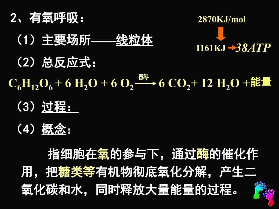 ATP的主要来源—细胞呼吸（教师用）_第5页