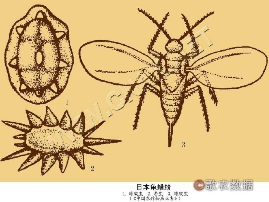 主要病虫害及防治_第5页