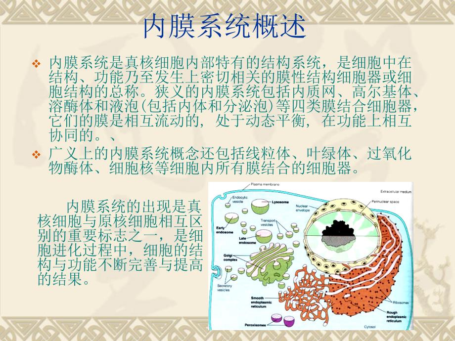 医学细胞生物学：第5章 细胞内膜系统与膜泡转运_第3页