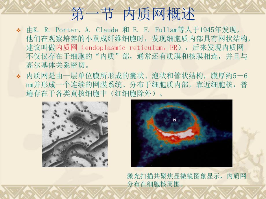 医学细胞生物学：第5章 细胞内膜系统与膜泡转运_第4页