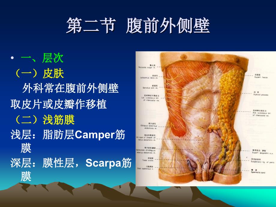 局部解剖学 第四章 腹部_第2页