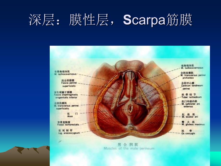 局部解剖学 第四章 腹部_第3页