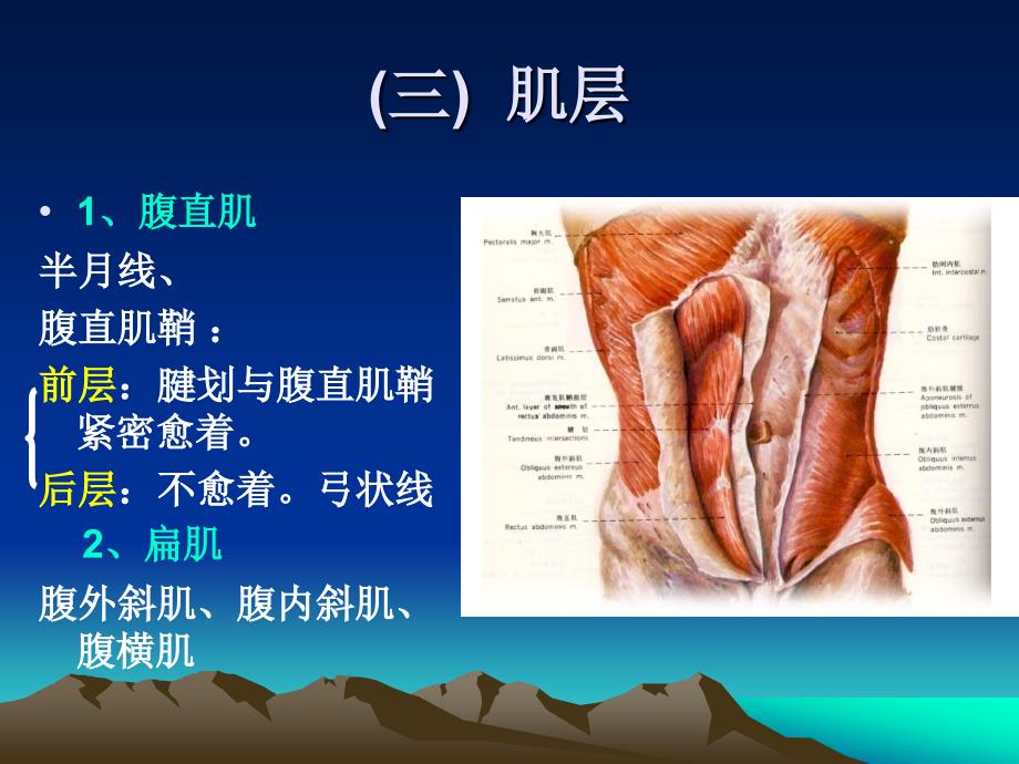 局部解剖学 第四章 腹部_第4页