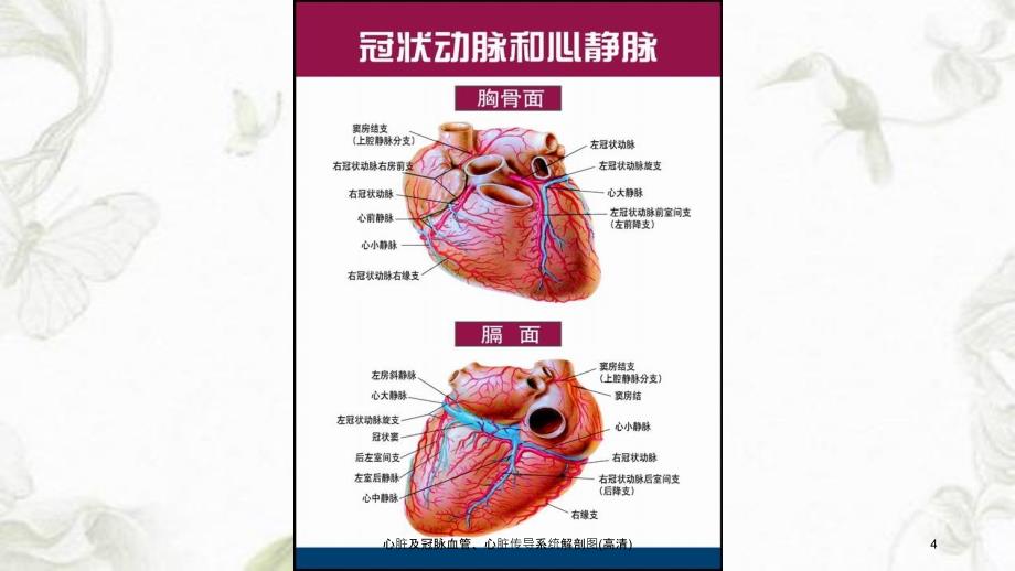 心脏及冠脉血管心脏传导系统解剖图高清课件_第4页