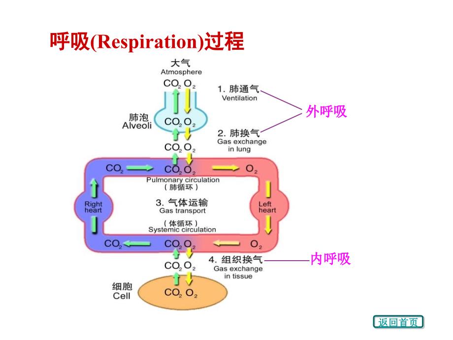 《呼吸系统生理》PPT课件_第3页