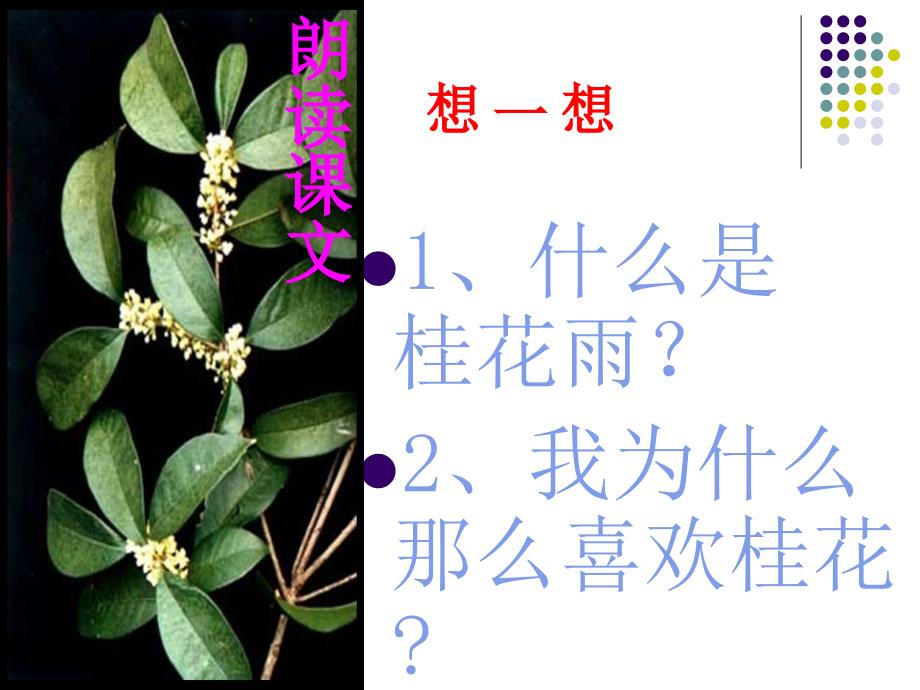 桂花雨课件 (2)_第3页