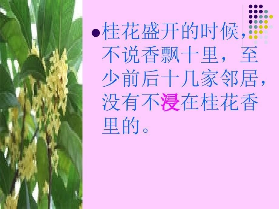 桂花雨课件 (2)_第5页