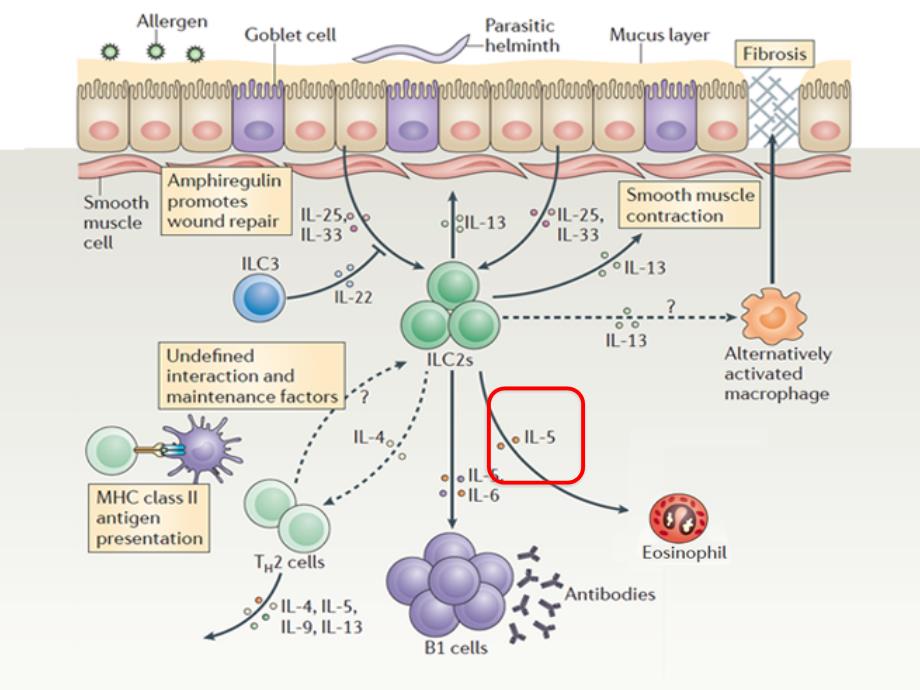 医学交流课件：嗜酸细胞在哮喘发病中的作用机制_第4页