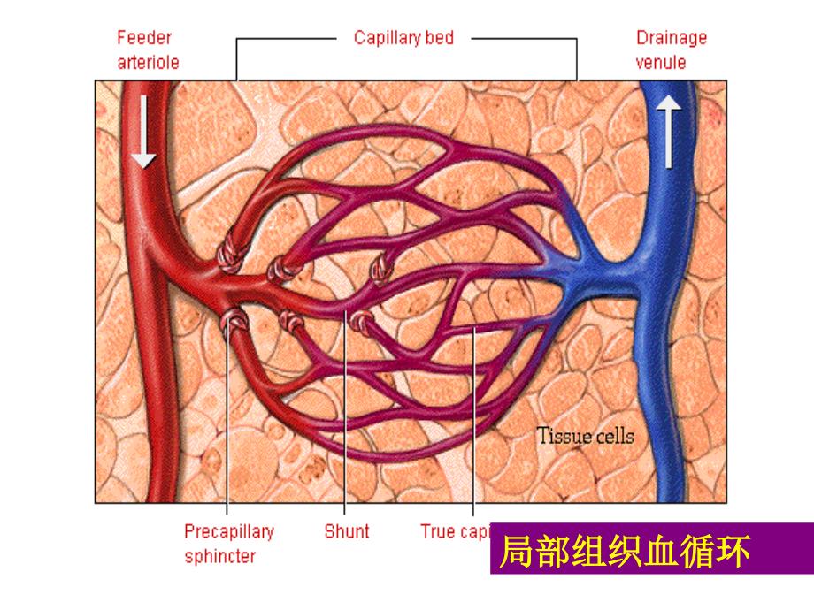 第局部血液循环障碍PPT课件_第3页