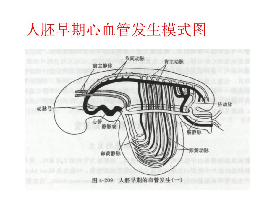 心脏发生与发育PPT课件_第3页