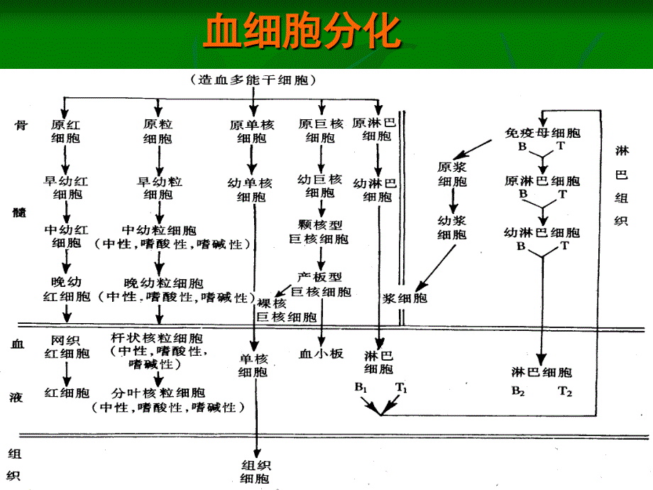 G-CSF与GM-CSF序贯联合治疗骨髓抑制课件_第4页