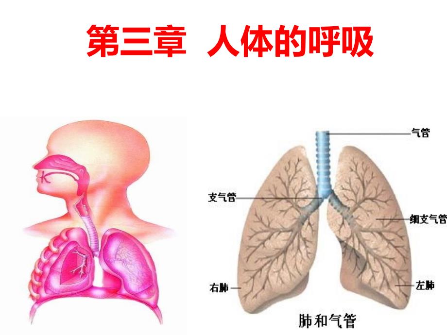 人教版七年级生物下册课件二431呼吸道对空气的处理_第1页