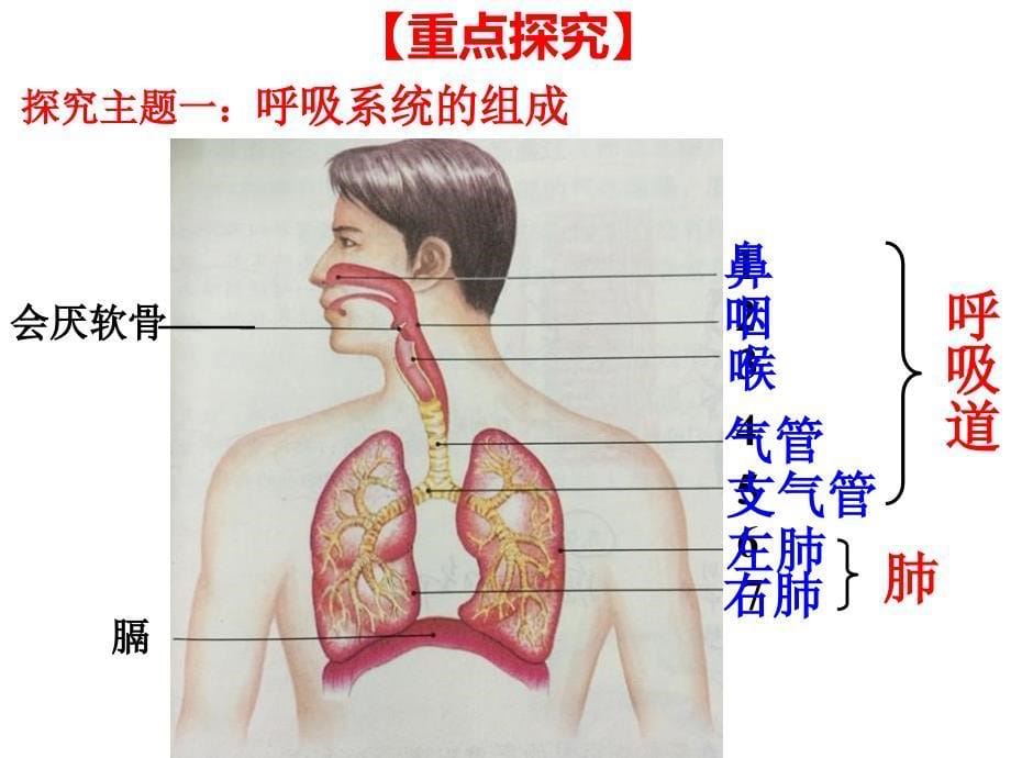 人教版七年级生物下册课件二431呼吸道对空气的处理_第5页