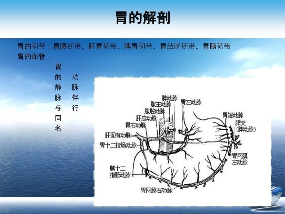 胃癌根治术手术配合演示文稿课件_第5页