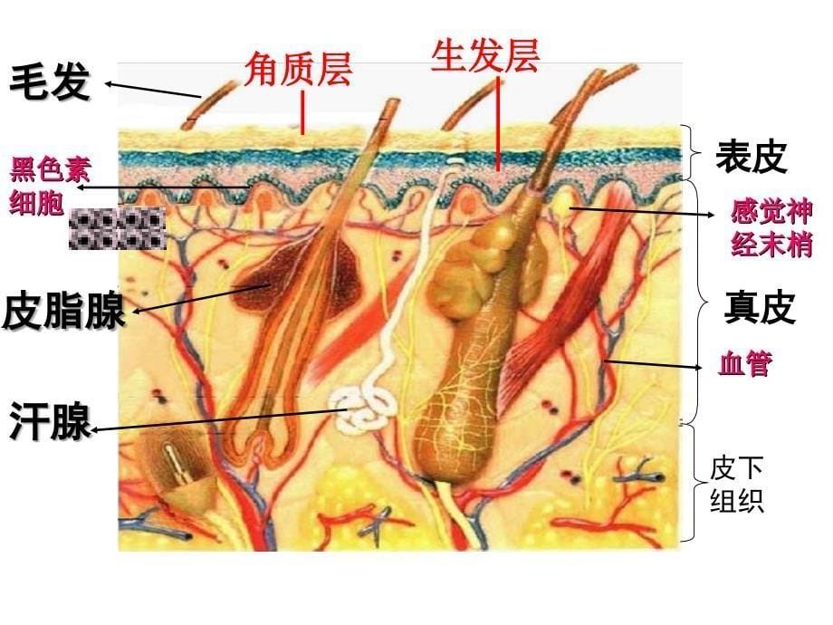 皮肤和汗液分泌_第5页