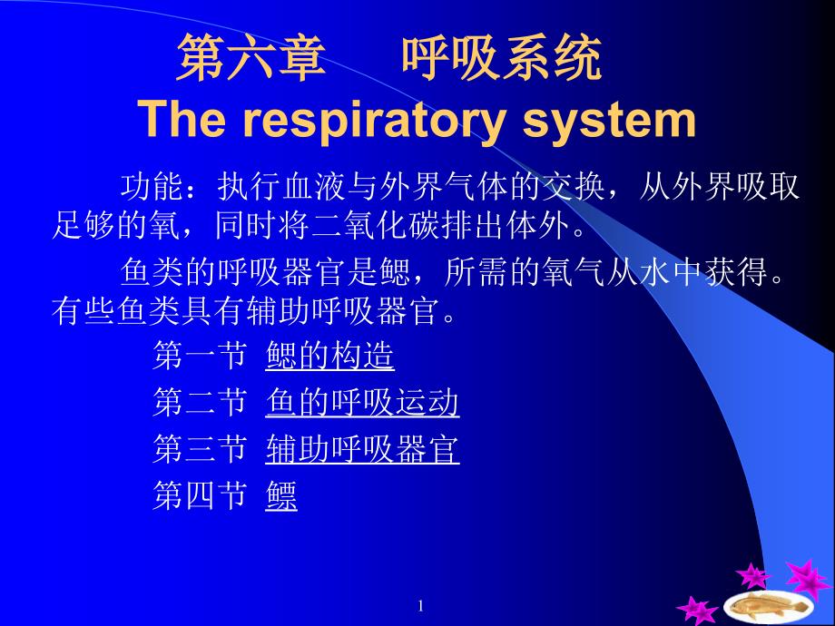 鱼类的呼吸系统PPT课件_第1页