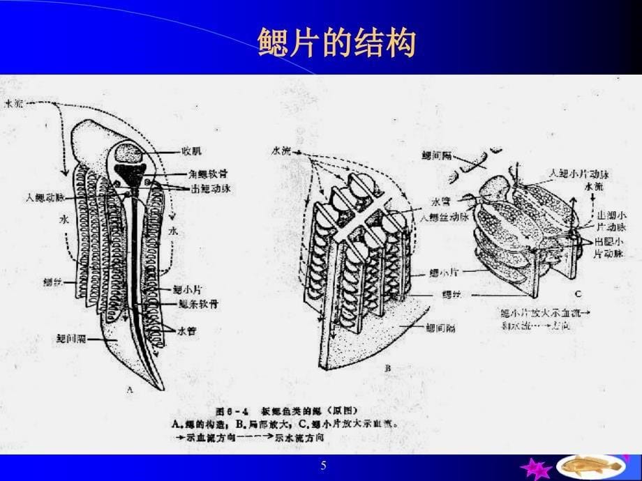 鱼类的呼吸系统PPT课件_第5页