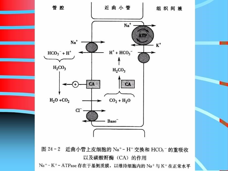 海药-利尿1189651616_第5页