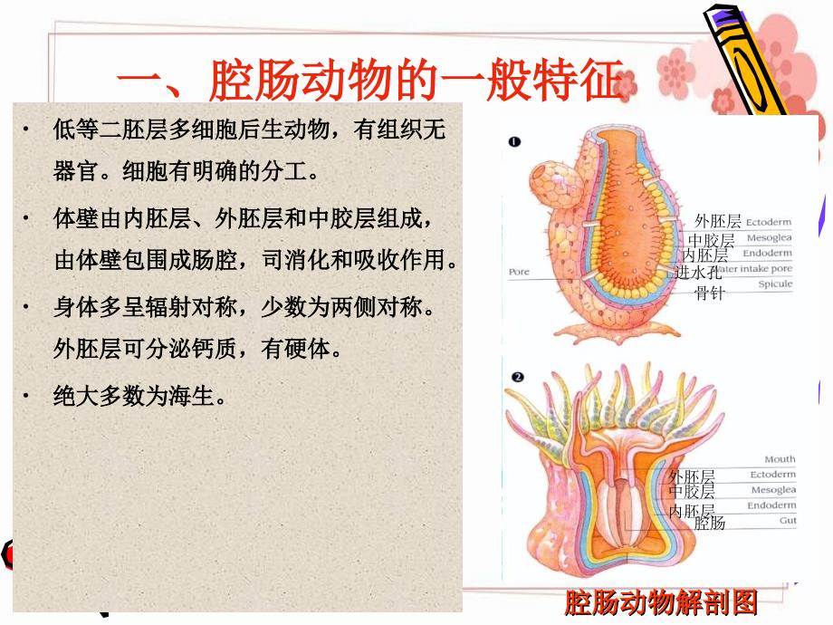 腔肠动物珊瑚纲TJH_第3页