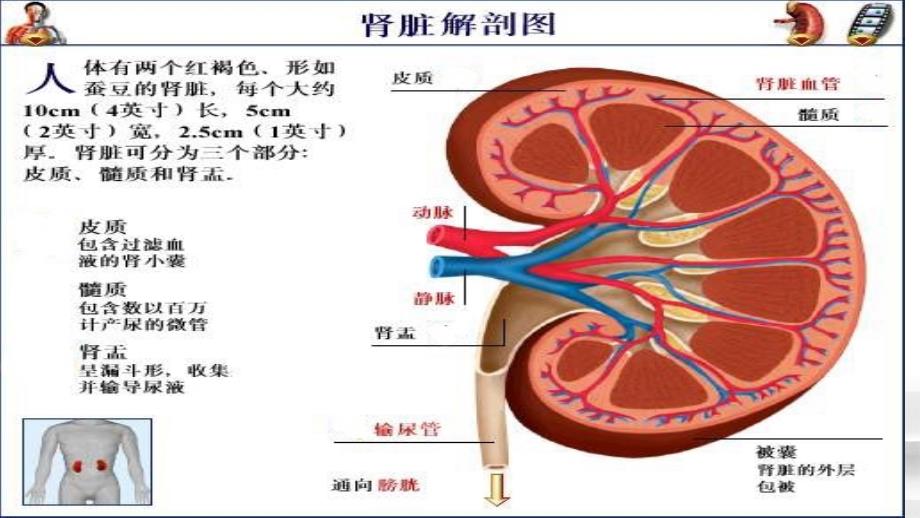 慢性肾衰竭的护理ppt课件_第4页