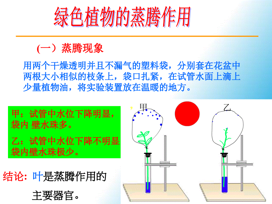 第二单元第一章生物圈中的绿色植物复习1名师编辑PPT课件_第4页