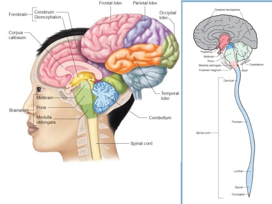 解剖生理学的简明神经解剖_第5页