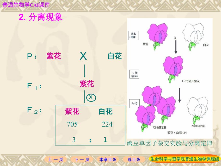 第4章孟德尔遗传定律1_第4页