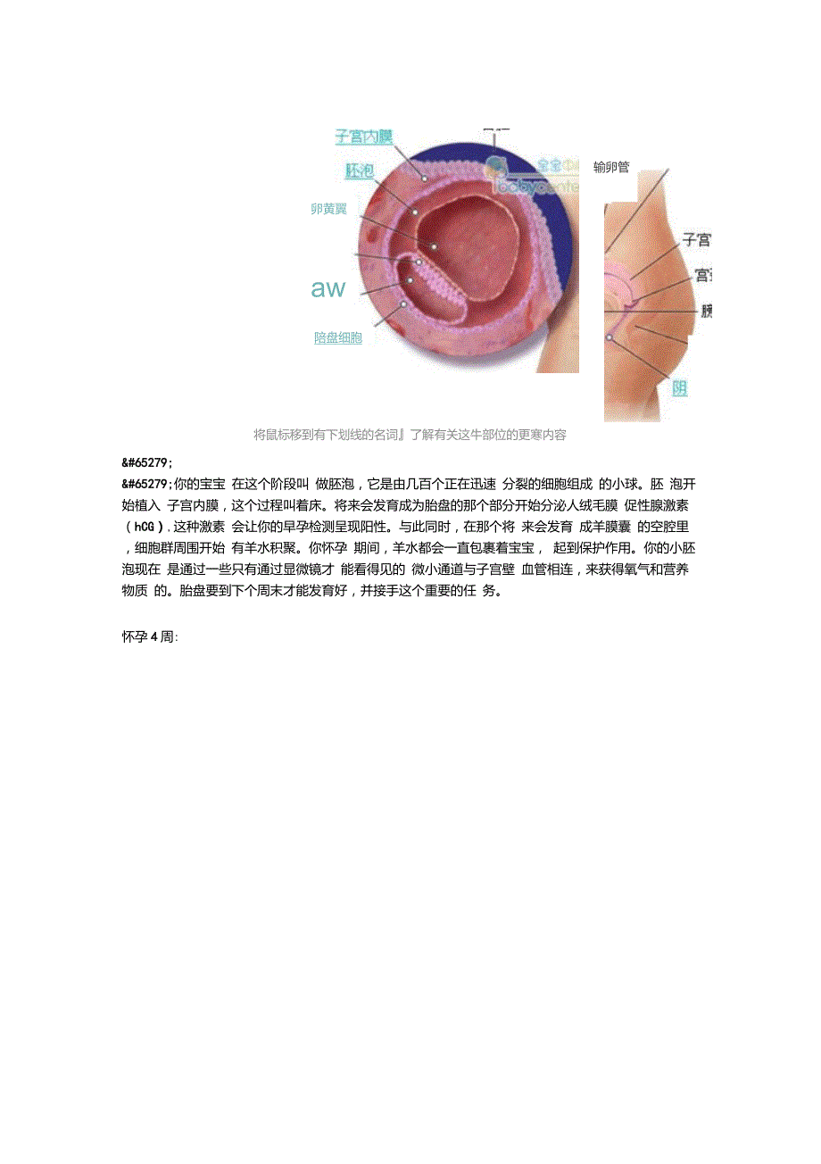 超详尽的胎儿发育过程全41周每周图解_第2页