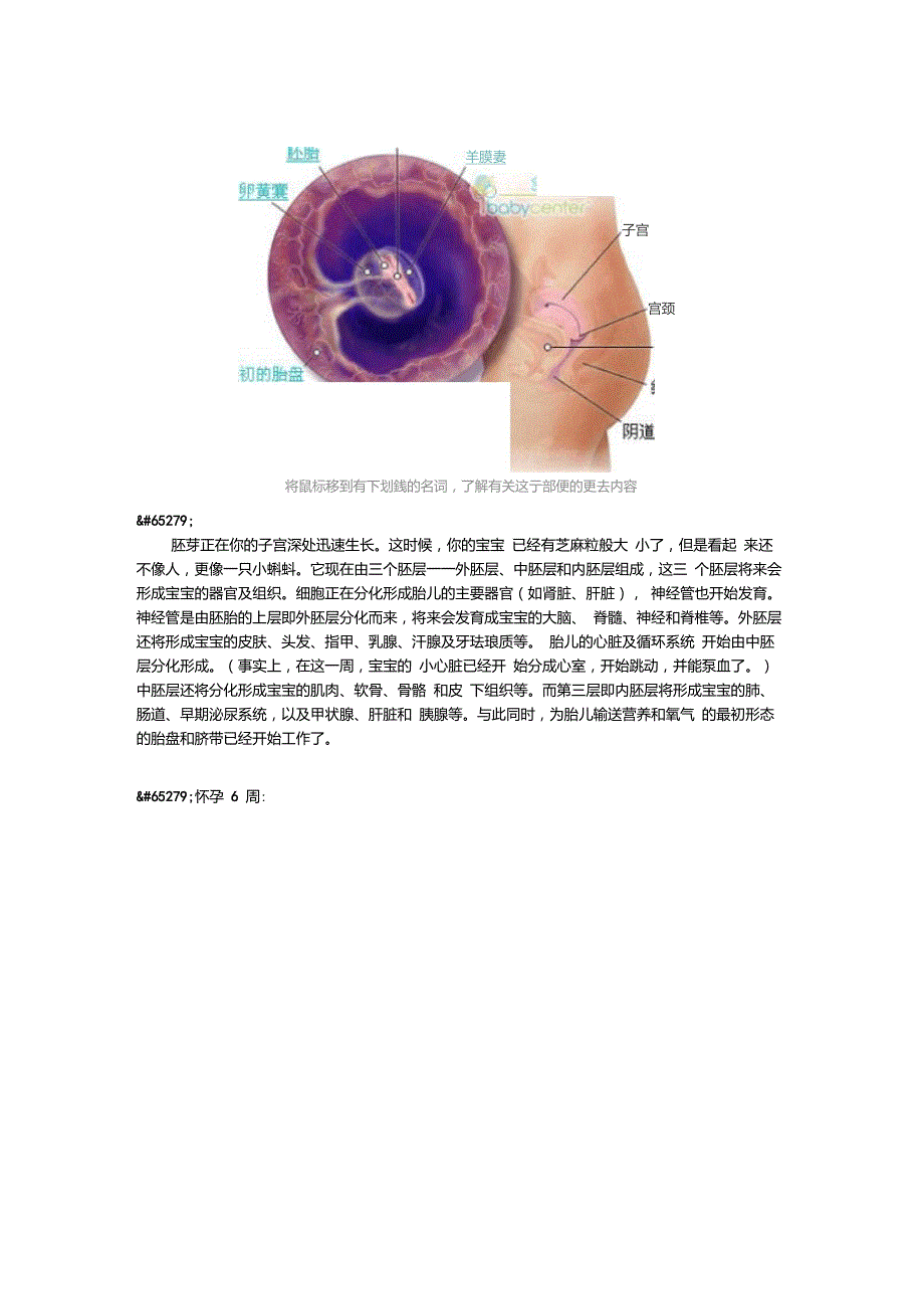 超详尽的胎儿发育过程全41周每周图解_第4页