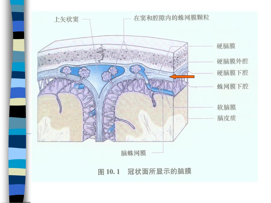 硬脑膜强化的临床分析_第4页