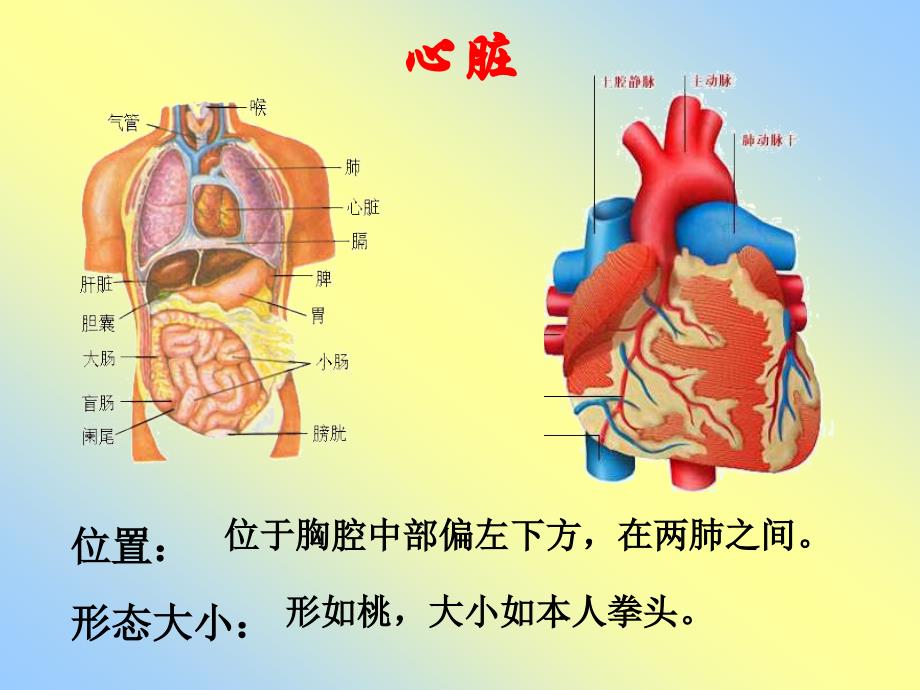 心脏血液循环ppt课件_第2页