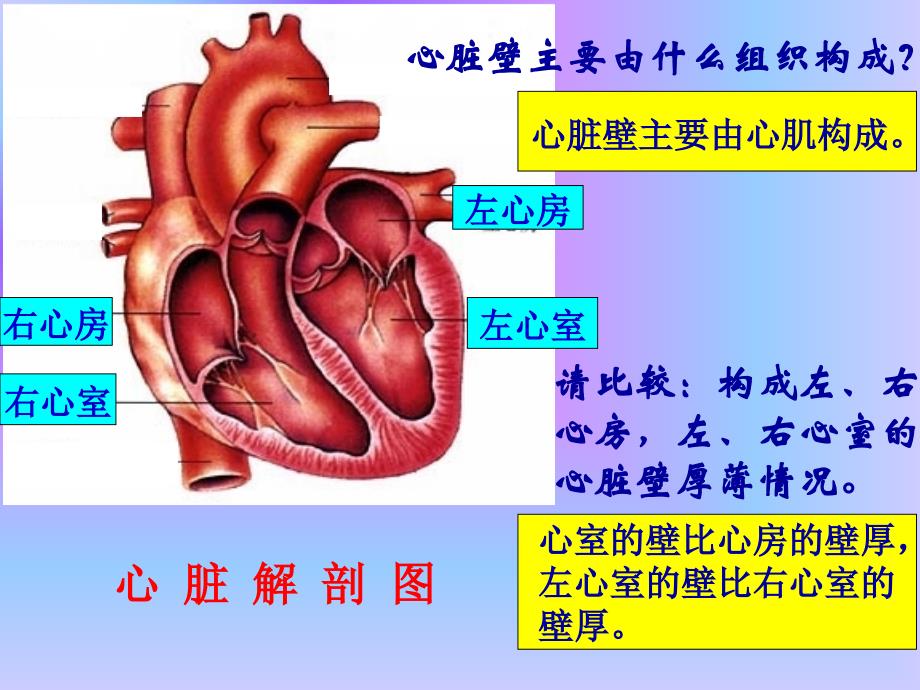 心脏血液循环ppt课件_第3页