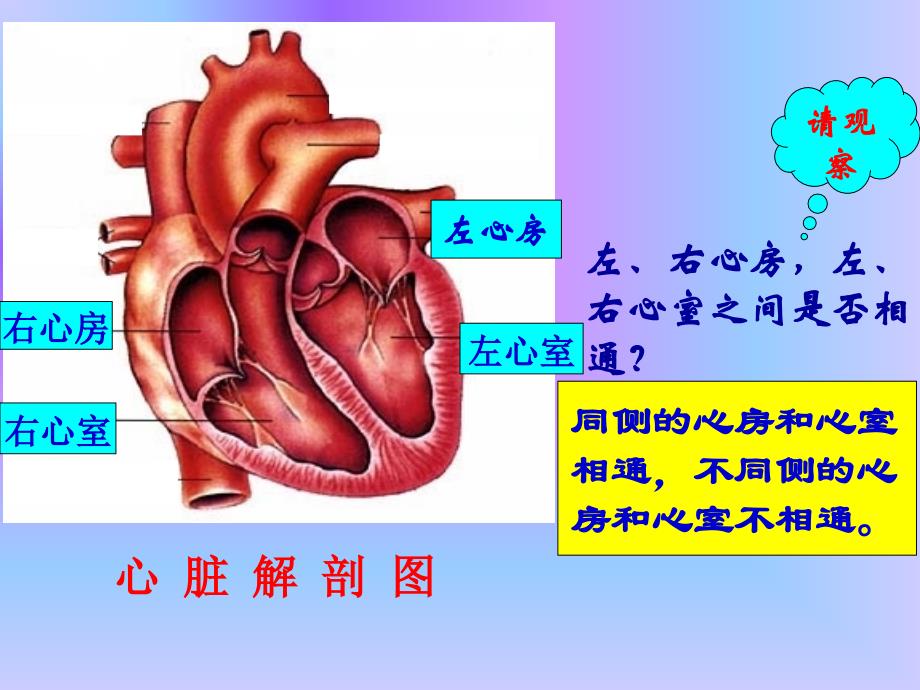 心脏血液循环ppt课件_第4页