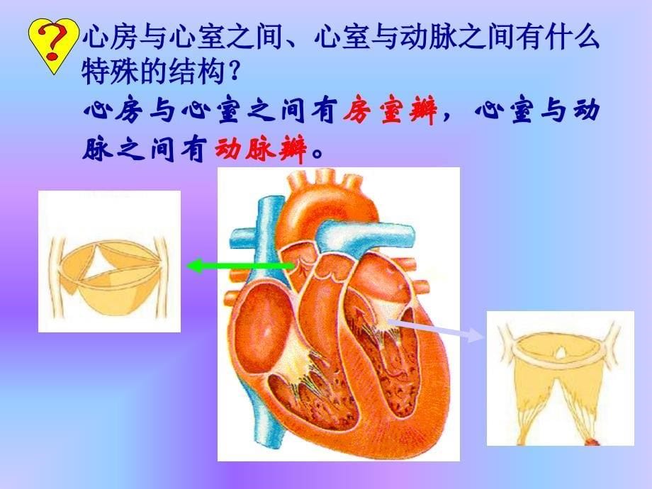 心脏血液循环ppt课件_第5页