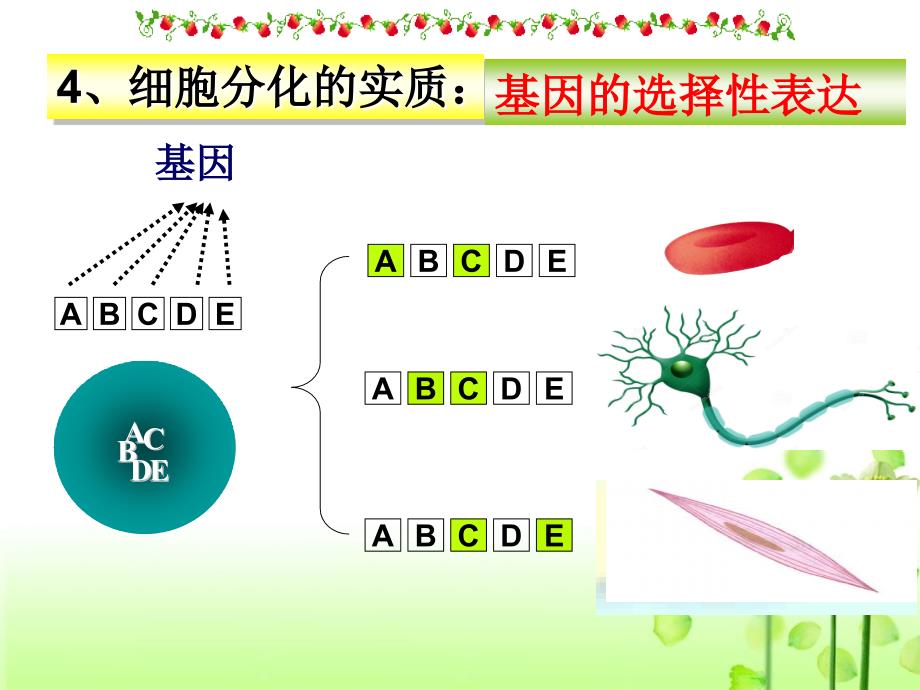 第1节细胞的分化_第4页