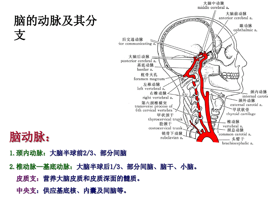 脑血管及其分支PPT课件_第1页