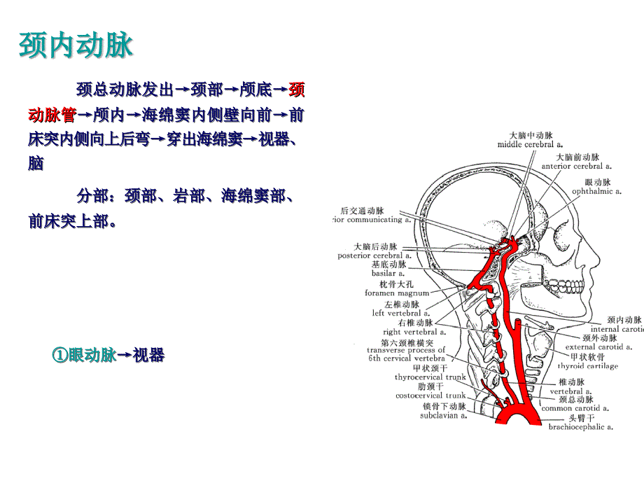 脑血管及其分支PPT课件_第2页