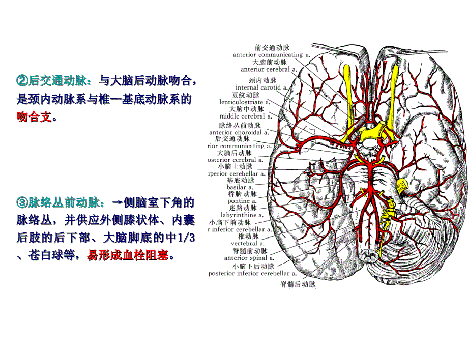 脑血管及其分支PPT课件_第3页