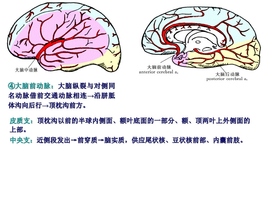 脑血管及其分支PPT课件_第4页