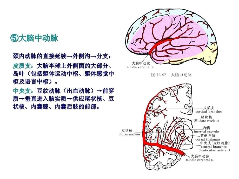 脑血管及其分支PPT课件_第5页