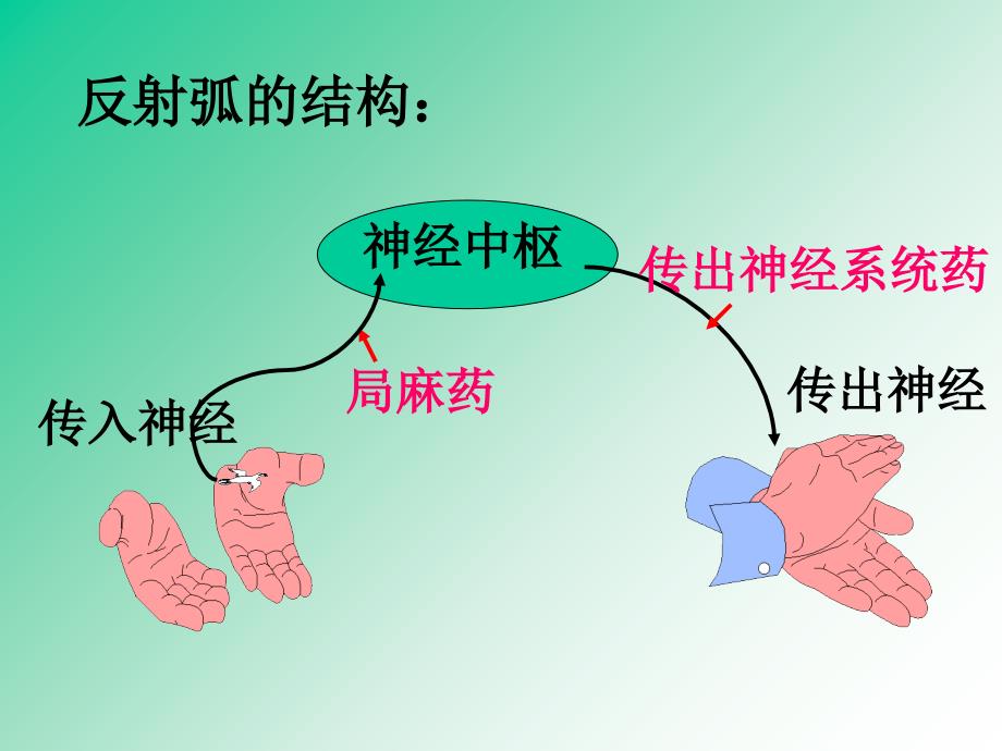 传出神经系统药PPT课件_第2页