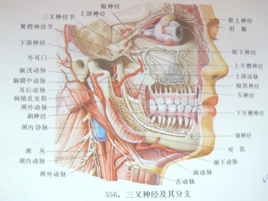 三叉神经痛的分类_第4页