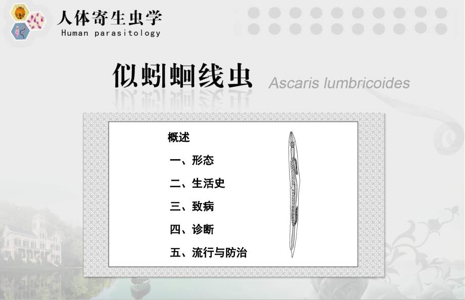 人体寄生虫学：似蚓蛔线虫_第1页